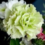 flowers-2205706_640