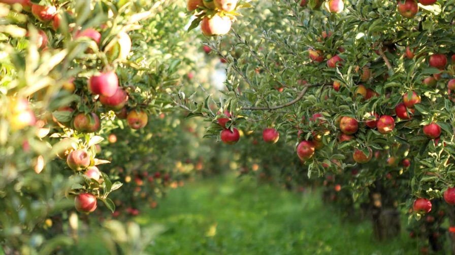 apples-