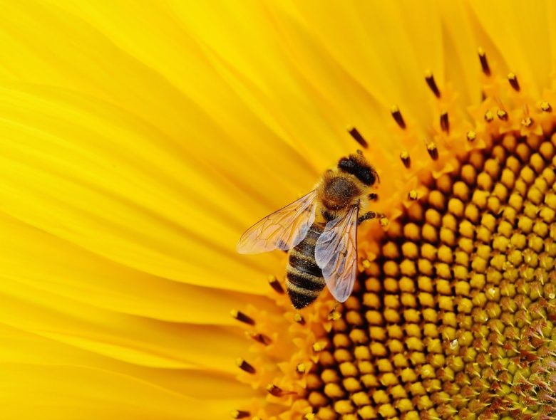 sunflower-bees