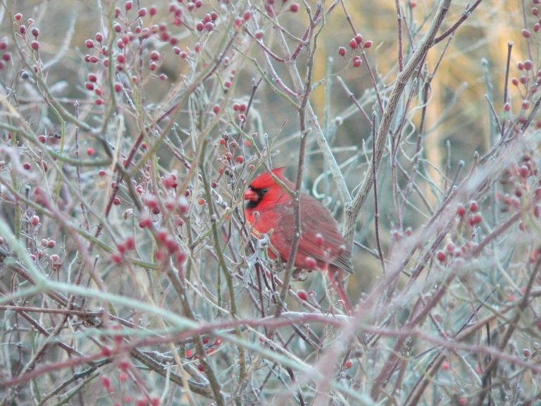 The Casual Birder