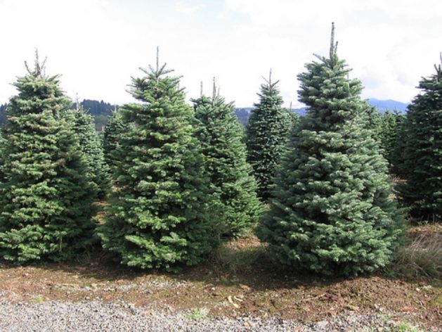 trees
