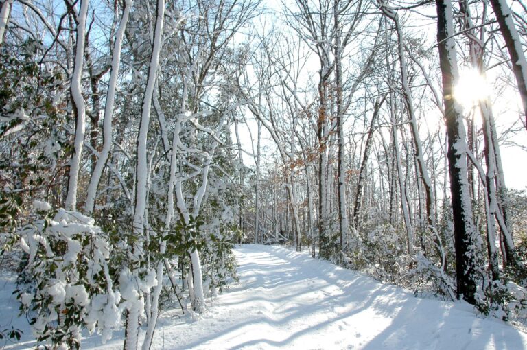 Wondrous Winter Walk – Hartshorne Woods