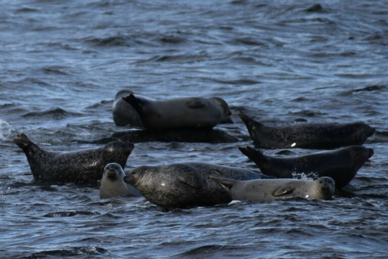 Aquatic Animals of Monmouth County